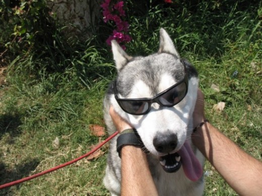 Rocky con mis gafas de sol jjj