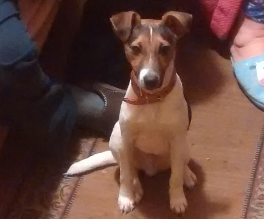 Mi perro Nuberu Mi perro Nuberu