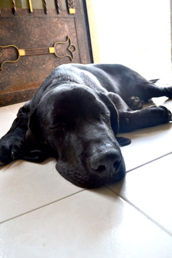 al pequeño jagger le gusta dormir casi todo el dia y en las tardes salir a jugar 