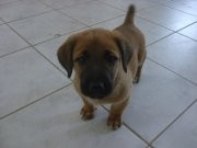 cuando mi hijo era apenas un puppy ! !