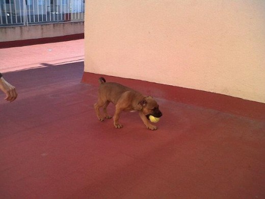 Esta es Kalua! una hembra muy juguetona,espavilada y cabezona. A pesar que digan que es un perro potencialmente peligroso, yo elegí esta raza para demostrar que no és asi,que son peligroso cuando el dueño lo és. 