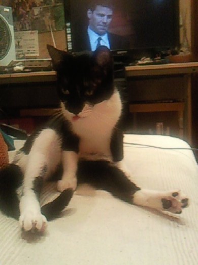 gato europeo gato europeo