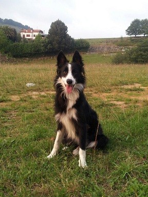 Kobu es un mestizo border collie que tiene 1 añito y cinco meses, lo adopte en la protectora.