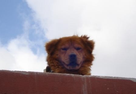 es un perro muy fiel, siempre esta amoroso con nosotros y muy muy paciente con los nenes se deja querer y se deja hacer diabluras de los nenes