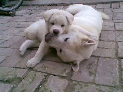 de 5 qe abia nadamas vivio este machito a quien llame hachiko por el perro japones qe me llego al corazon ademas tala ya tiene 2 años y es feliz con hachi