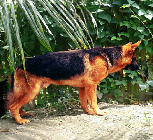 Lotus von der Jufalo
