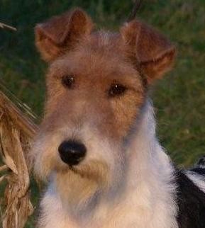 FILHOTES DE FOX TERRIER PELO DURO DISPONÍVEL PARA VENDA