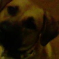 a qui moli esta en mi cuarto  ella es un poco aburrida por que duerme mucho,sabe muchos trucos como ,sientate,acuestate,muertito,patita,salta,beso entre ellos. es muy inteligente  la adopte  en el albergued de guaynabo  es bastante tranquila  y obediente
