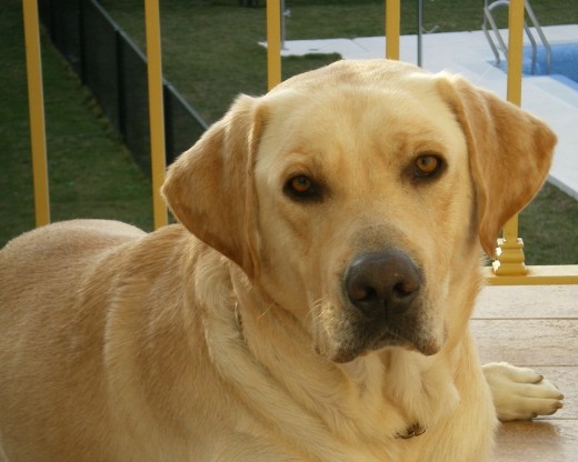 es un encanto de perro, bueno, lo entiende todo, guapisimo a la vista esta. y se lleba perfectamente  con su hermanito que ahora tiene 1 año y 3 meses