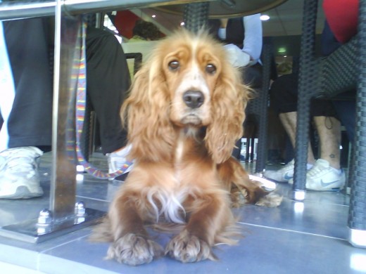 esta es mi mascota se llama mona y estamos tomando cafe en una cafeteria en la playa, muy preciosa para mi pero tb muy joia jeje