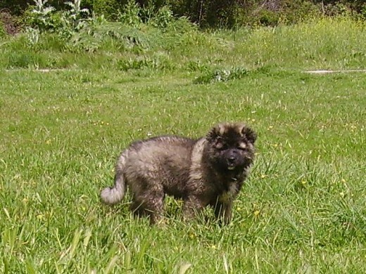   Morgana con dos meses.