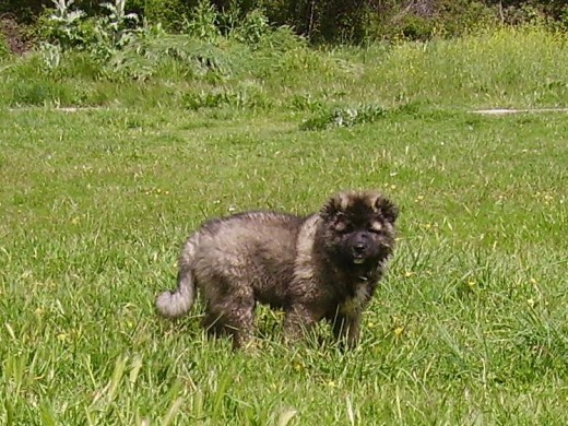   Morgana con dos meses.