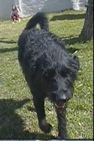 Esta es Mora, la adoptamos de una familia que la agarro de la calle, la adoptamos a fines del 2011, ésta es la perra que es atacada por mi otra perra Sheena,es una perra muy buena a pesar de que se asuste mucho es muy buena nunca muerde a as personas pero eso no quiere decir que mi otras perras lo hagan pero aparte le encantan los mimos siempre quieren que la acaricien, es muy buena es un amor. Esta es Mora, la adoptamos de una familia que la agarro de la calle, la adoptamos a fines del 2011, ésta es la perra que es atacada por mi otra perra Sheena,es una perra muy buena a pesar de que se asuste mucho es muy buena nunca muerde a as personas pero eso no quiere decir que mi otras perras lo hagan pero aparte le encantan los mimos siempre quieren que la acaricien, es muy buena es un amor.