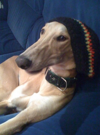 un galgo que se relaja y se llega a dormir con Reggae