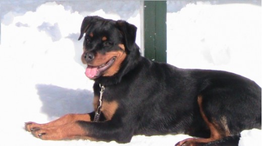 NIKA con 6 meses en la sierra de Guadarrama