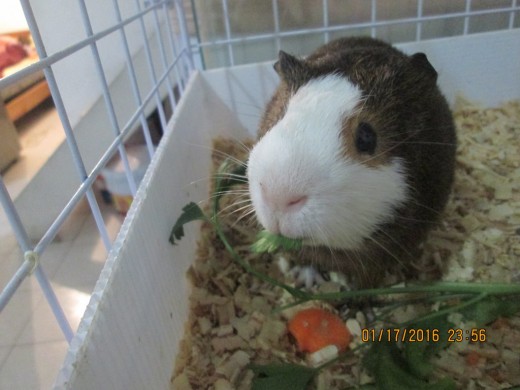 Es una cobaya <3 Es una cobaya <3