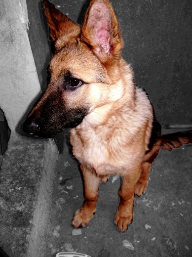 Odín