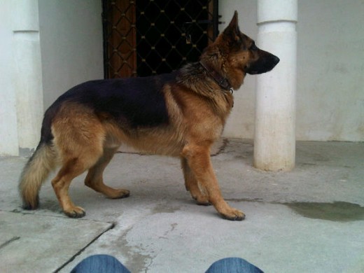 esperando que le tire su pelota 