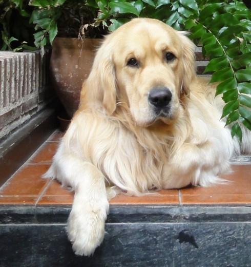 Pancho con 2 años Pancho con 2 años