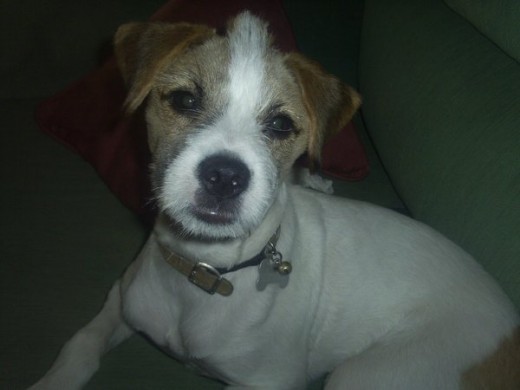 En la foto salgo algo enfadado pero lo que realmente intentaba era seducir a la camara, eso me lo enseño mi mamá.
Bueno pues eso, soy el mejor perro del mundo según mi mami. Creo que me lo dice porq me porto muy bien en casa, siempre duermo con ella porque le gusta mucho que durmamos juntos, y no se lo digais a ella, pero a mi también. Tambien me dice que soy muy inteligente porq se cruzar la calle solito, pero eso no me parece de perrito inteligente creo que es muy facil, cuando el semaforo esta en rojo te tienes que sentar a esperar que se ponga en verde y luego cruzas el paso de zebra tranquilamente, como un humano más...
Mi mami me encontró en la calle, debí causarle una mala impresión porq unos chicos que no me dejaban en paz me estubieron pintando todo el cuerpo de verde con spray, pero despues me dijo que por eso mismo me habia cogido y yo no lo entendía pero me dijo que habia un dicho que dice : eres mas raro que un perro verde. Ella se rió y me dijo que ella también era rara y que eramos el uno para el otro, así que me llevo a su casa y me cuido...incluso me dejó elegir mi propia camita, mi mama tiró muchas camitas al suelo de una tienda de perritos y yo tenia que eleguir la mas confortable, y ya sé que soy perrito pero despues de probarlas todas me quedé con la camita rosa. No soy mariquilla pero era la mas blandita de todas. En la foto salgo algo enfadado pero lo que realmente intentaba era seducir a la camara, eso me lo enseño mi mamá.
Bueno pues eso, soy el mejor perro del mundo según mi mami. Creo que me lo dice porq me porto muy bien en casa, siempre duermo con ella porque le gusta mucho que durmamos juntos, y no se lo digais a ella, pero a mi también. Tambien me dice que soy muy inteligente porq se cruzar la calle solito, pero eso no me parece de perrito inteligente creo que es muy facil, cuando el semaforo esta en rojo te tienes que sentar a esperar que se ponga en verde y luego cruzas el paso de zebra tranquilamente, como un humano más...
Mi mami me encontró en la calle, debí causarle una mala impresión porq unos chicos que no me dejaban en paz me estubieron pintando todo el cuerpo de verde con spray, pero despues me dijo que por eso mismo me habia cogido y yo no lo entendía pero me dijo que habia un dicho que dice : eres mas raro que un perro verde. Ella se rió y me dijo que ella también era rara y que eramos el uno para el otro, así que me llevo a su casa y me cuido...incluso me dejó elegir mi propia camita, mi mama tiró muchas camitas al suelo de una tienda de perritos y yo tenia que eleguir la mas confortable, y ya sé que soy perrito pero despues de probarlas todas me quedé con la camita rosa. No soy mariquilla pero era la mas blandita de todas.