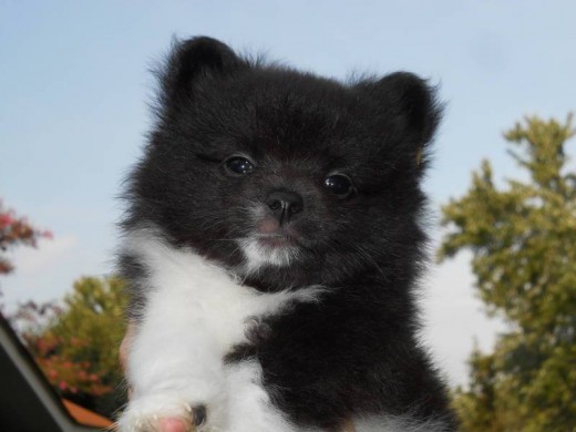 2 hermoso de Pomerania cachorro para la venta, que son grandes con la gente y otros animales domésticos, 1 niño

y 1 chica, absolutamente adorable, ahora son 9 semanas de edad y están bien socializados también lo son

listo para ir a allí nuevos hogares ahora, harán pe ideales .... para mas me golpeó en 