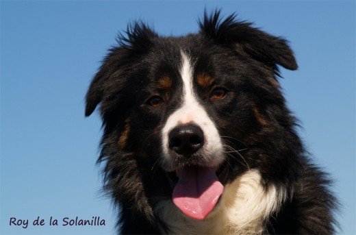 Border collie, hijo y nieto de campeones del mundo de pastoreo. Preparado por Aled Owen para Border Collie La Solanilla