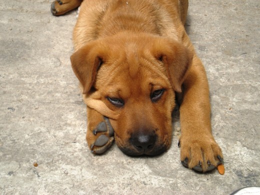 cruce shar pei con labrador
