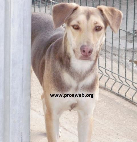 Rescatada de una finca donde convivía con 15 perros semi-asalvajados.
Muy sociable con otros perros. Tímida y huidiza con personas. Catarata aun necesita tiempo para confiar en el ser humano.
Todos nuestros perros se entregan vacunados, desparasitados, esterilizados, con chip y con contrato de adopción. Solo en Madrid.
Contacto: adopciones@proaweb.org
Rescatada de una finca donde convivía con 15 perros semi-asalvajados.
Muy sociable con otros perros. Tímida y huidiza con personas. Catarata aun necesita tiempo para confiar en el ser humano.
Todos nuestros perros se entregan vacunados, desparasitados, esterilizados, con chip y con contrato de adopción. Solo en Madrid.
Contacto: adopciones@proaweb.org