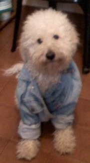 Le encanta que lo vistan, ahi tenia puesta su camperita de jean y posaba para la foto =)