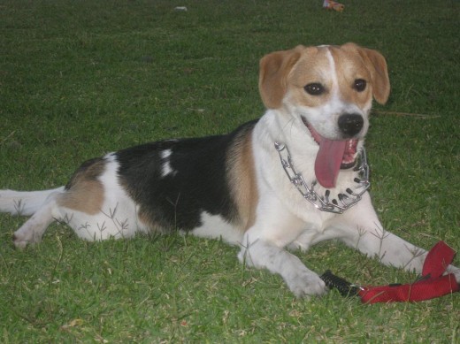 Aqui os presento a Pongo, un beagle de un año que no para...