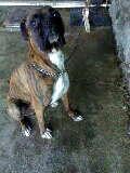 me llamo Rocky tengo dos a;os, busco novia, soy tierno y jugueton.