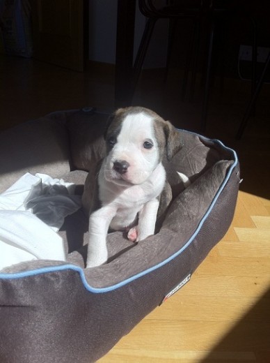 ronnie con 1 mes y 1 semana
