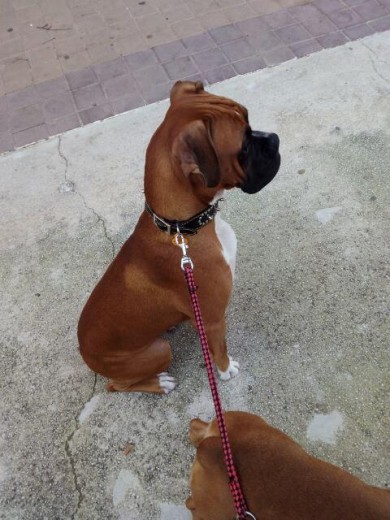 Un perro elegante, muy cariñoso