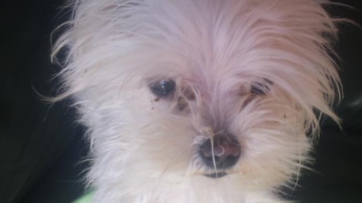 mirada de mi perrunilla mirada de mi perrunilla