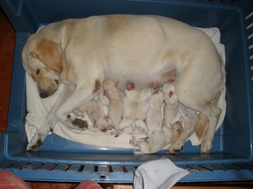 mmmm  el  primer  parto ... siempre  es  dificil  criar  8 bebes .....