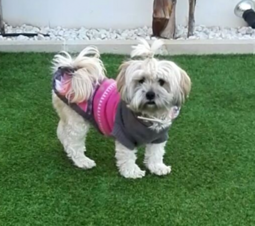 sakura en invierno con su traje nuevo y una coca en el pelo jaja
le encanta el cesped.