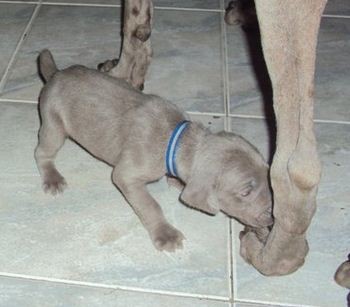 Simón a los Pies de Su madre Kira!