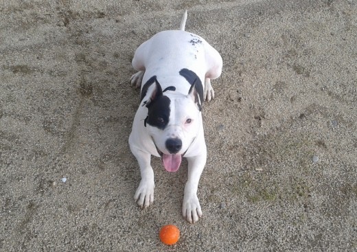 Sparky jugando con la pelota
