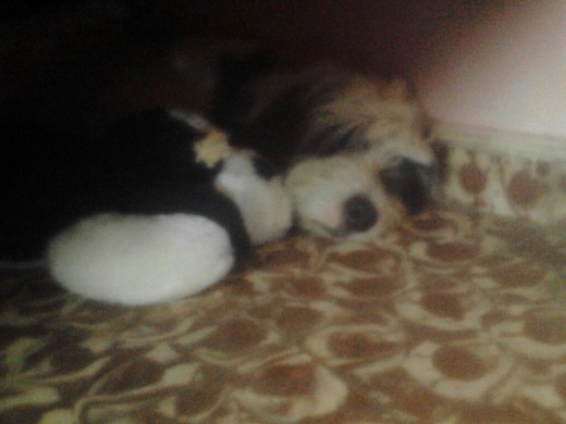 Spike durmiendo con su peluche gemelo:3