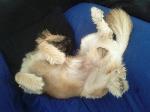 La siesta de Teo La siesta de Teo