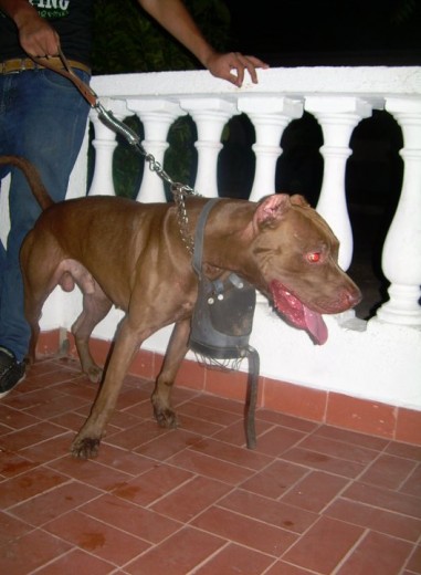 tequila pitbull american chocolate 