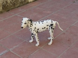 Esta foto la hice en el patio de la casa de mis padres. Ahí, Lyra obserbaba atenta a uno de mis hermanos pequeños.