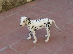 Esta foto la hice en el patio de la casa de mis padres. Ahí, Lyra obserbaba atenta a uno de mis hermanos pequeños.