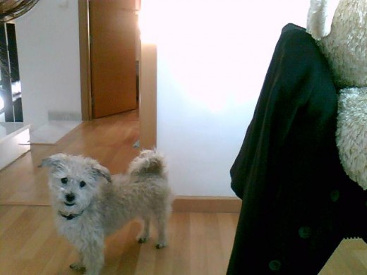 Desde los 13 añitos con el. Fiel amigo y compañero. Siempre te recordare.