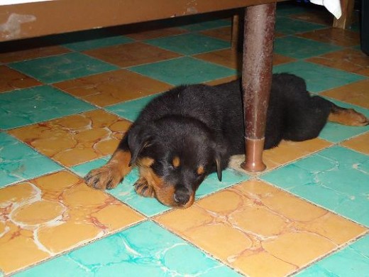 Durmiendo un poquito despues de comer