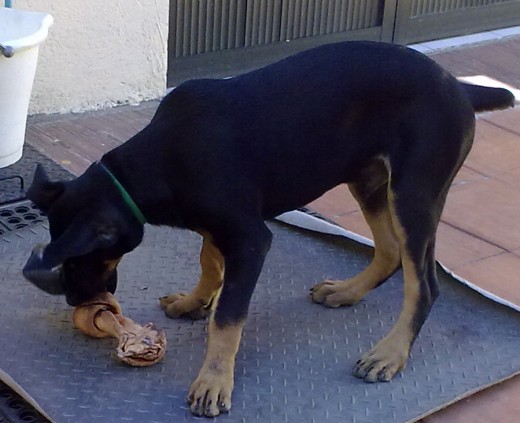 el es ubaldo, tiene el hocico algo cahato y muchos dicen q no es dobermann cómo lo ven diganmeee