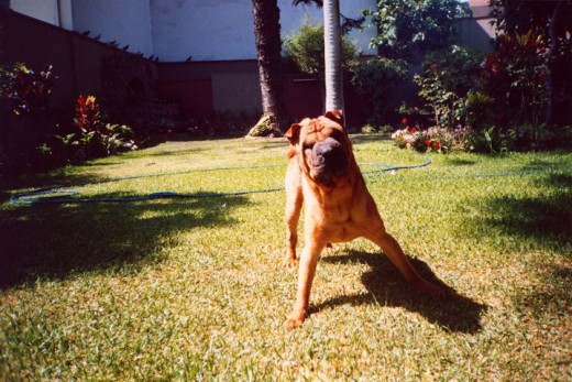 Mi whisky jugando en el jardin, creo que aqui tenia 5 años... es hermoso y lo adoro.