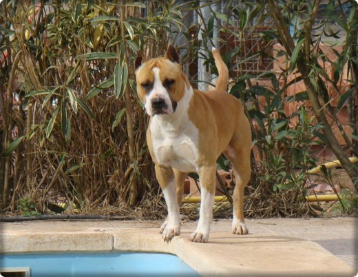 WILLY el buenazo WILLY el buenazo