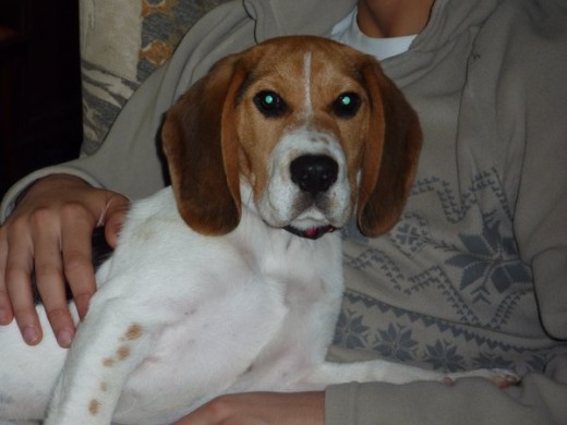 golfo con 6 meses golfo con 6 meses