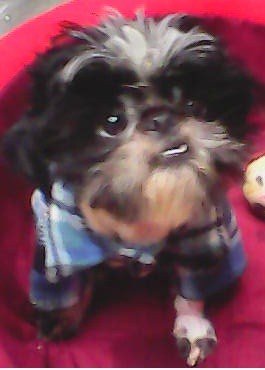 mi precioso mi precioso